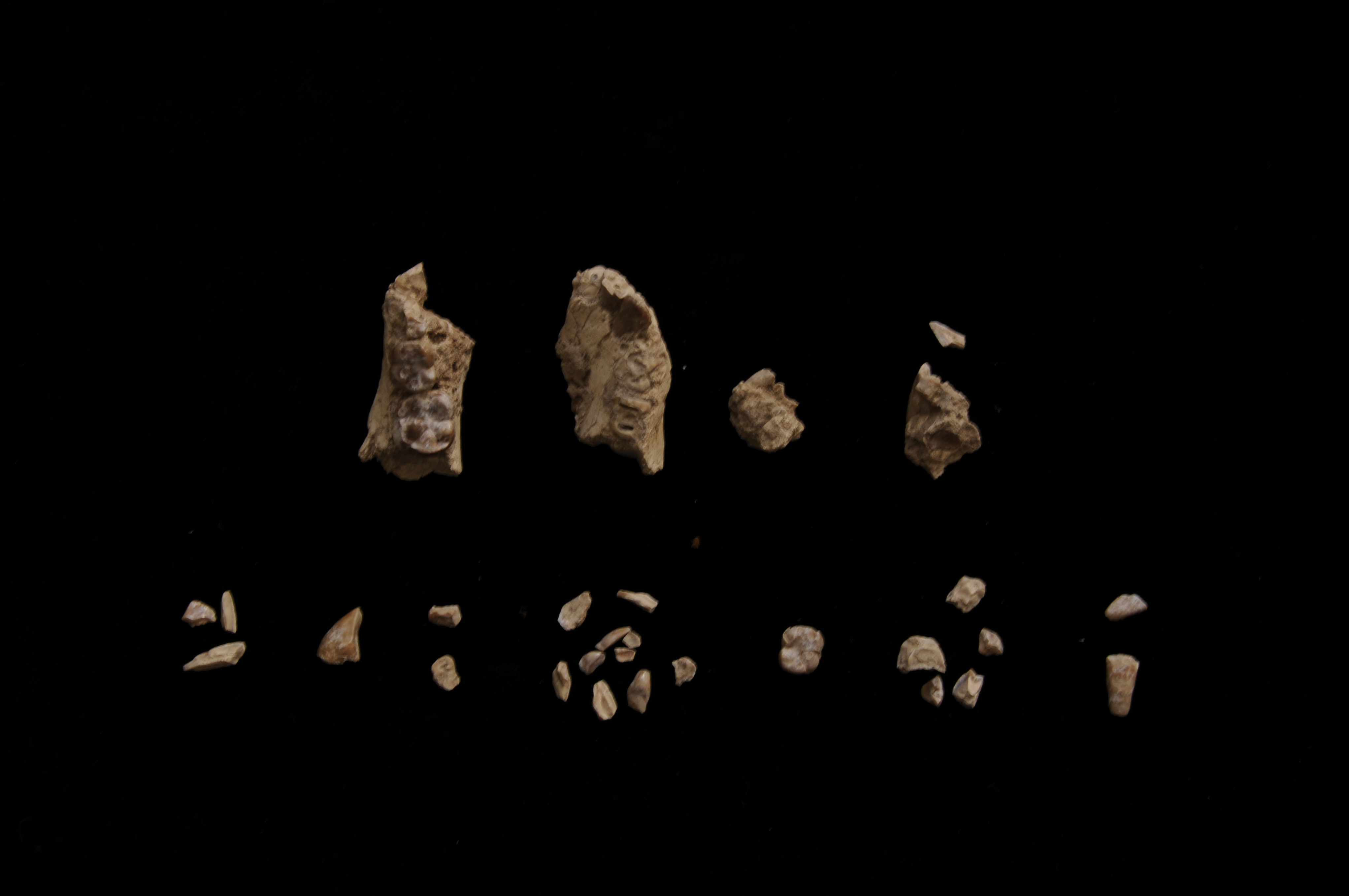 Paleontology can be doing a jigsaw puzzle with most pieces missing. These are the fragments of a specimen found in 29 pieces